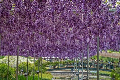 Wisteria flowers in Japan. editorial photography. Image of trellis ...