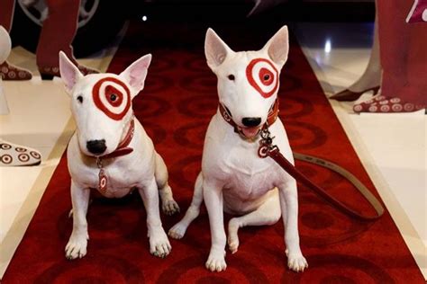 Photos: Canine Celebrity Bullseye, The Target Dog, Helped, 57% OFF