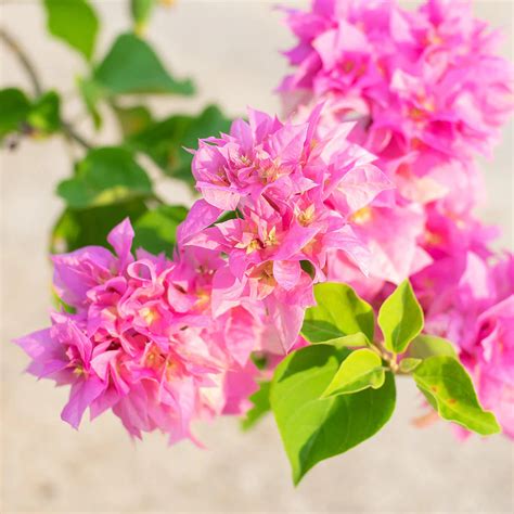 Bougainvillea Pink – Plant and Pot Co.