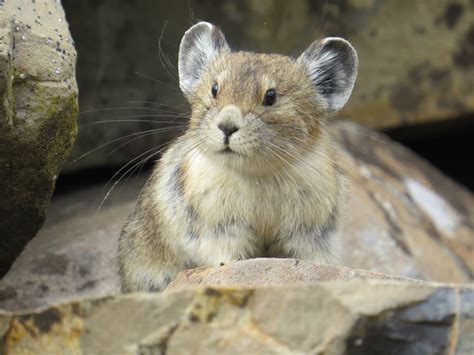 Want To See Climate Change In Colorado Keep An Eye On The Pikas