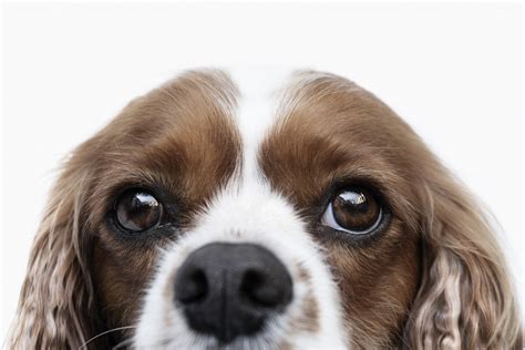 Top 118 Cavalier King Charles Spaniel Names of 2020 | The Dog People by ...