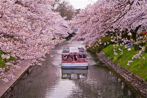 Cherry Blossoms／桜 - NAGOYA TRAVEL GUIDE - Meitetsu World Travel