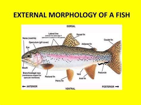 study  fish morphology pptx