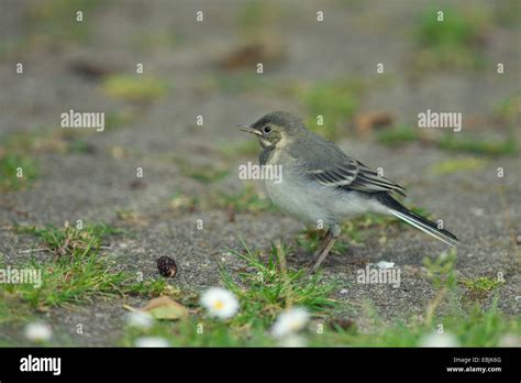 Pied Wagtail Motacilla Alba Squeaker Sitting On A Path Germany