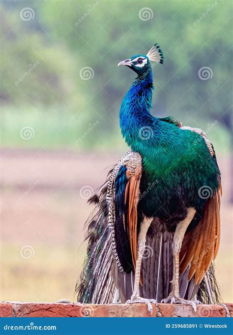 A Peacock In A Rain Stock Image Image Of Plumage Design 259685891