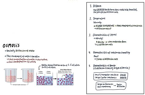 Factor That Affect The Rate Of Movement Of Substances Into And Out