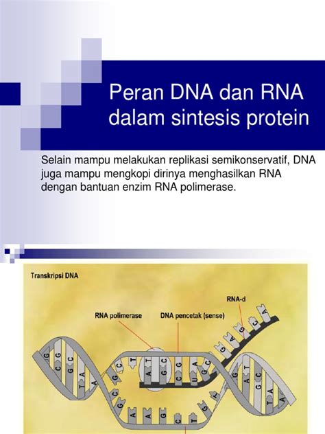 Pdf Peran Dna Dan Rna Dalam Sintesis Protein Dokumen Tips