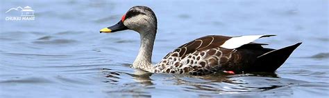 Spot Billed Ducks, Eastern and Indian Spot-billed Ducks | Chukki Mane