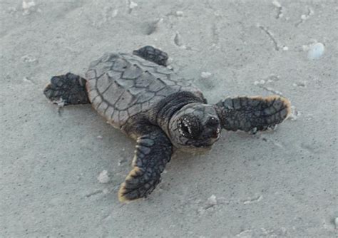 baby-sea-turtle | Baby Animal Zoo