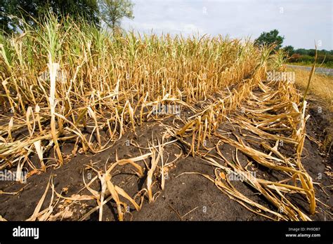 Drought maize hi-res stock photography and images - Alamy