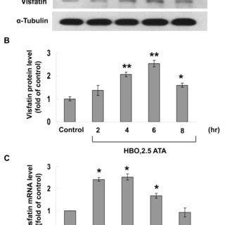 Effect Of Hbo On Visfatin Protein Expression A Representative Western