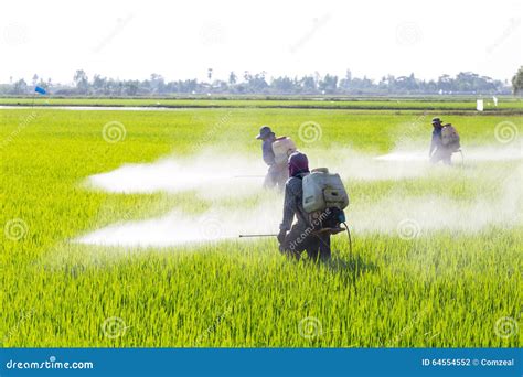 Farmer Spraying Toxic Herbicides Pesticides Or Insecticides In An