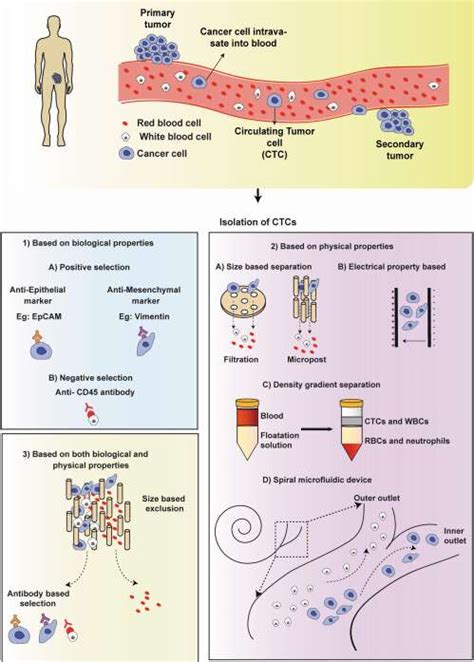 Circulating Tumor Cells As An Emerging Tool In Cancer Therapy