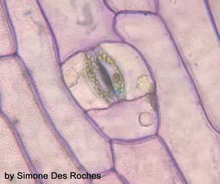 Dermal Tissue System | BIOL/APBI 210 Lab Information