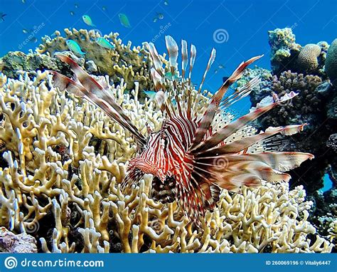 Lion Fish In The Red Sea In Clear Blue Water Hunting For Food Stock