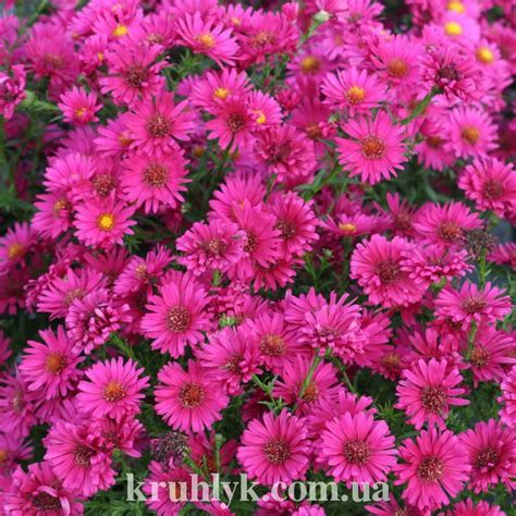 Aster novi-belgii ‘Royal Ruby’ — Плідник Круглик