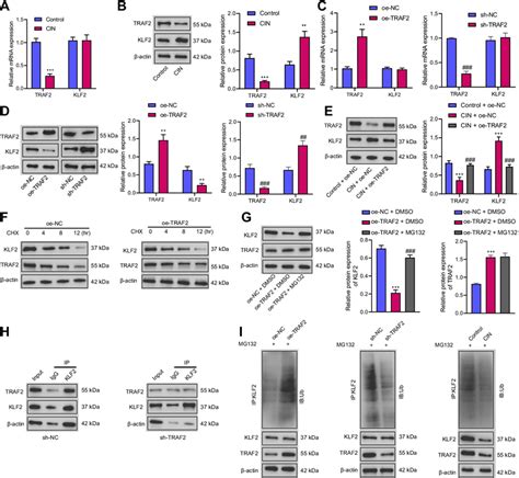 Cin Downregulated Traf Expression To Repress Klf Ubiquitination And