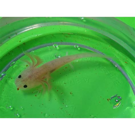 Leucistic Axolotl - babies - Strictly Reptiles Inc.