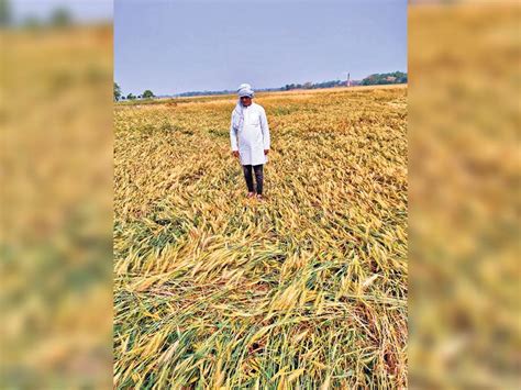 The Hope Of The Farmers Fell Asleep With The Wheat Crop मौसम ने बदला