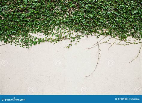 De Groene Installatie Van De Klimplant Op Witte Muur Stock Foto Image