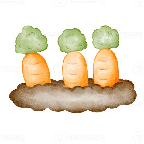 Watercolor Carrot Farm 23296933 PNG