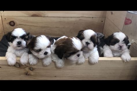 Connie Reid Lil Darlin Shih Tzus Of The Virginia Blue Ridge Shih Tzu