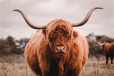 Schotse Hooglander Met Prachtige Horens Arisca Photography