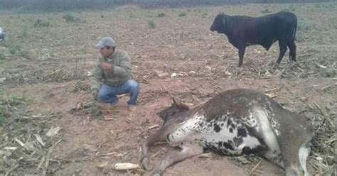 En El Chaco Mueren Mil Cabezas De Ganado A Causa De La Sequ A