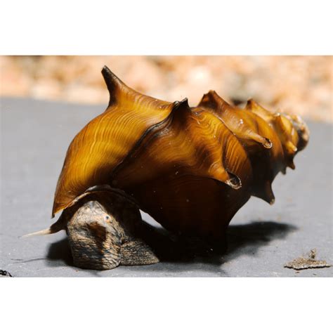 Horned Armour Snail Brotia Pagodula Aquasnails