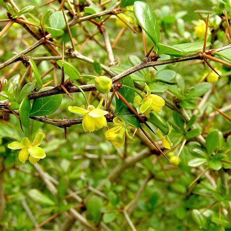 Berberis Thunbergii Concorde Épine Vinette Au Feuillage Pourpre Foncé