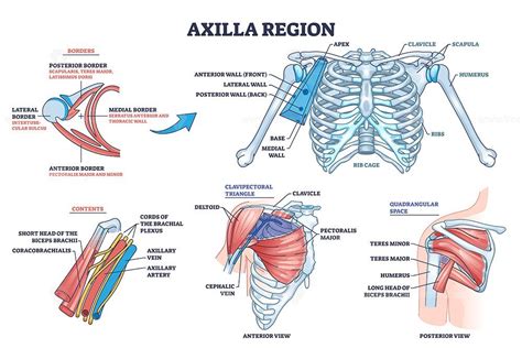 Axilla Region Anatomy With Skeletal And Muscular Structure Outline