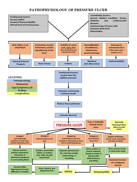 Pathophysiology of Pressure Ulcers | PDF | Clinical Medicine | Medical Specialties