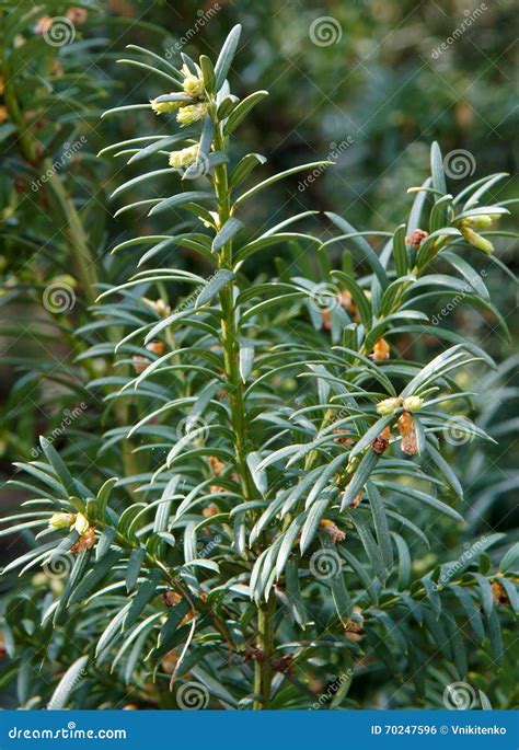 Common Juniper Needle Leaves Stock Photo Image Of Tree Coniferous