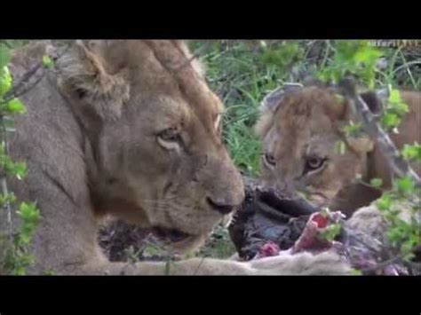 Safari Live James With The Nkuhuma Pride Who S Still On The Buffalo