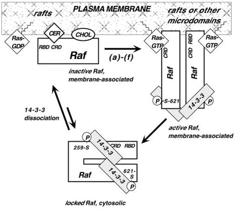 Current model for the activation-inactivation cycle of Raf kinases ...