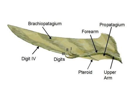 Pterosaur Wing | Extinct Animals