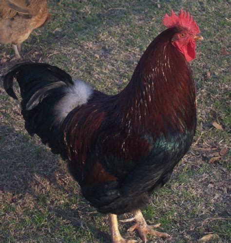 Partridge Rock rooster? | BackYard Chickens - Learn How to Raise Chickens