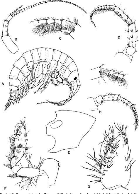 Figure 13 from Freshwater Gammarus Species from Europe, North Africa ...