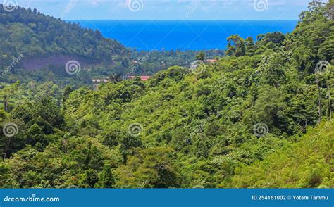 Papua S Ecosystem is Still Natural and Awake. Stock Photo - Image of ...