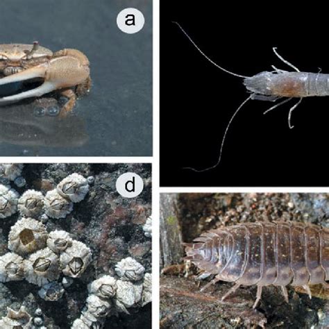 Some Examples Of Crustaceans With Biased Sex Ratios A Fiddler Crabs