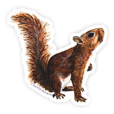 Squirrel Sticker 3 Inch Laptop Journal Or Bottle Decal For Etsy