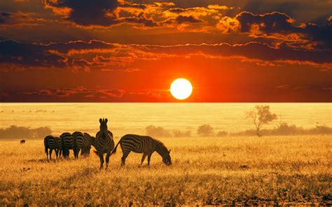 🔥 Download Africa 4k Wallpaper Top Background By Leroyjohnson