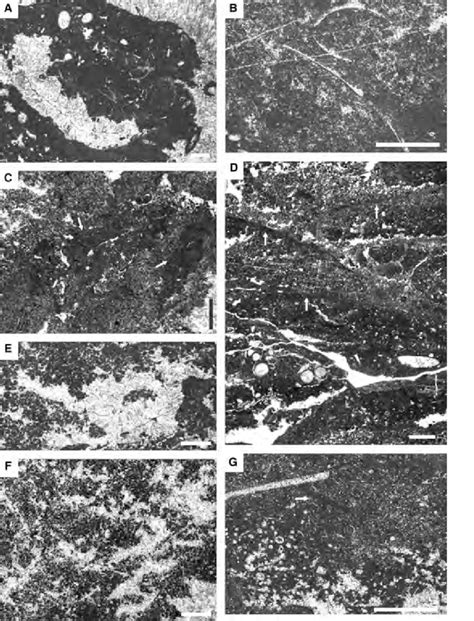 Thin section photomicrographs of microfacies of clotted micrite. (A ...