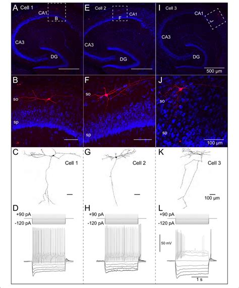 Morphological And Electrophysiological Properties Of Olm