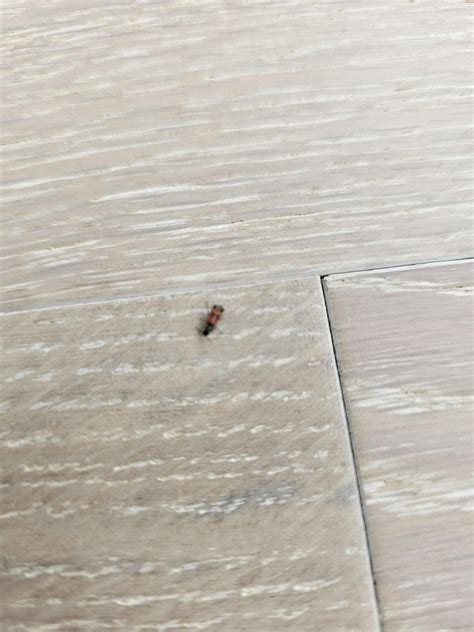 Ant with red stripe (NJ) : r/whatsthisbug