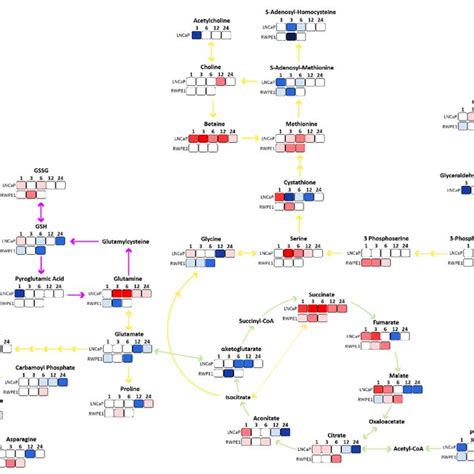 Metabolite Alterations Upon Succinate Stimulation Metabolomics Pathway Download Scientific