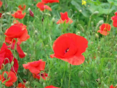 Mohn Klatschmohnwiese Wiesenblumen Kostenloses Foto Auf Pixabay Pixabay