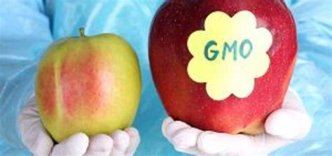 Genetically Modified Organisms Science Online