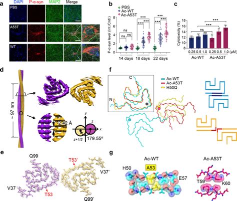 Cryo Em Structure Of Full Length α Synuclein Amyloid Fibril With