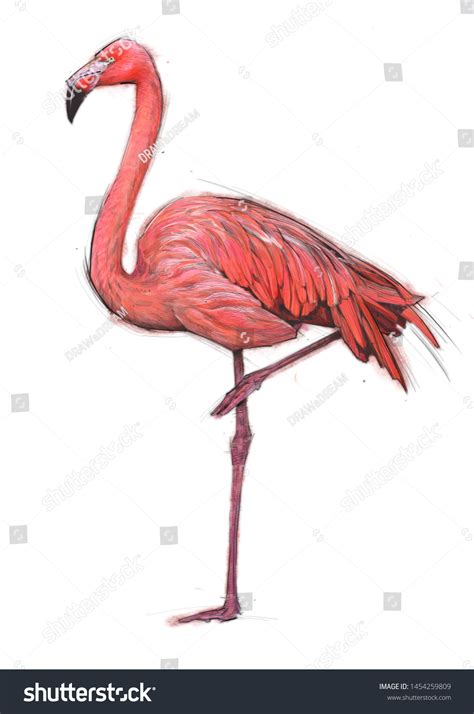 Flamingo Pencil Drawing